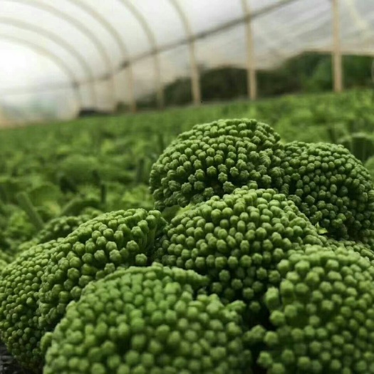 文山市三七花