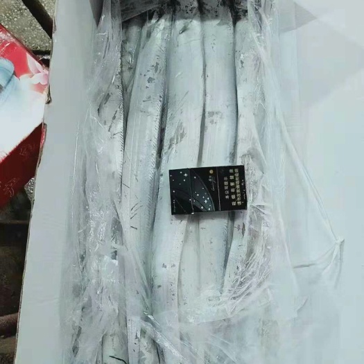 济南 带鱼