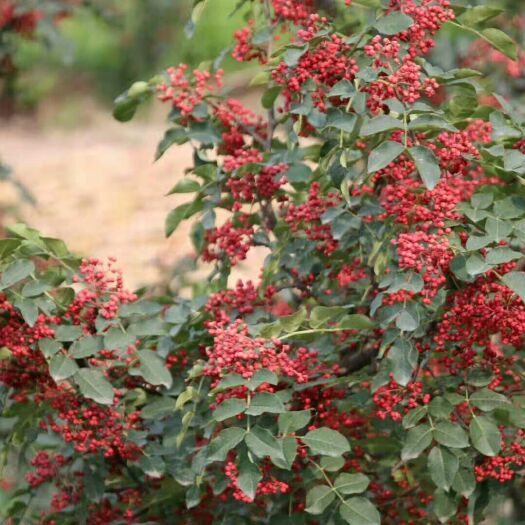 平顺县无刺花椒苗  无刺高产麻味大