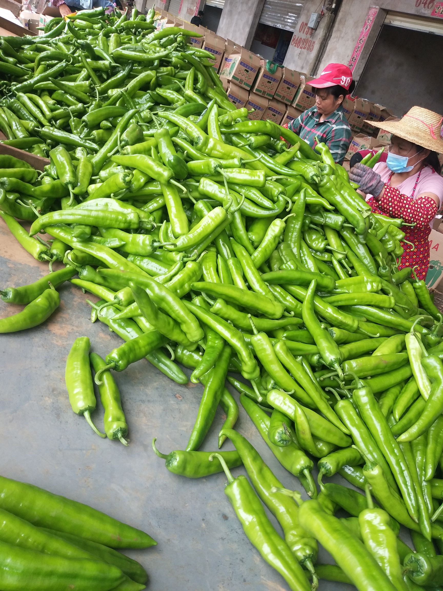  广东湛江尖椒大量上市，价格便宜，新品质量保证