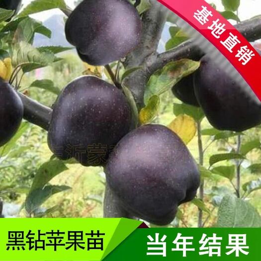 平邑县阿克苏苹果苗 0.5~1米