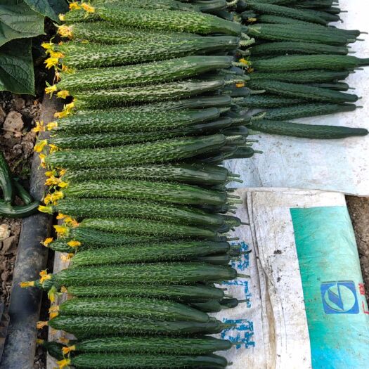 禄丰市嫁接黄瓜 25~30cm 干花带刺