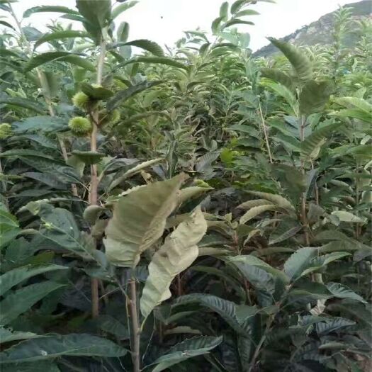 泰安泰山板栗苗 嫁接苗 1~1.5米