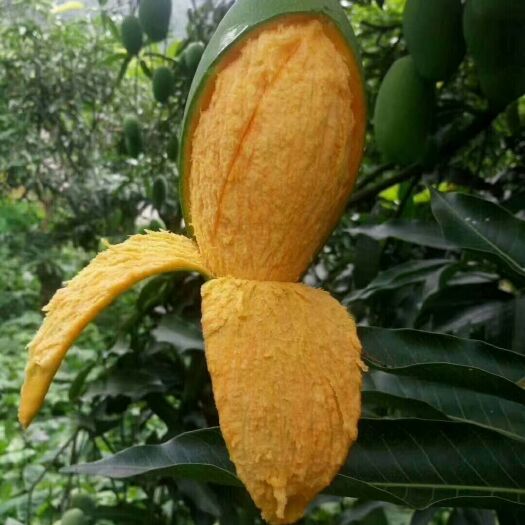 灵山县四季芒果苗