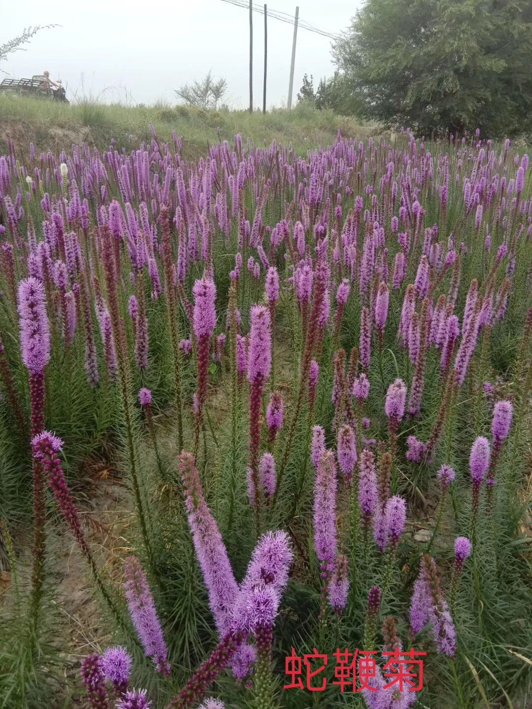 蛇鞭菊