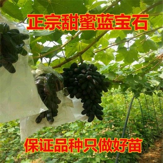 平邑县蓝宝石葡萄苗 