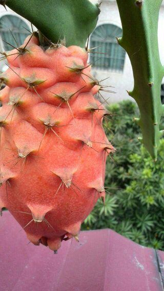 江门红麒麟苗