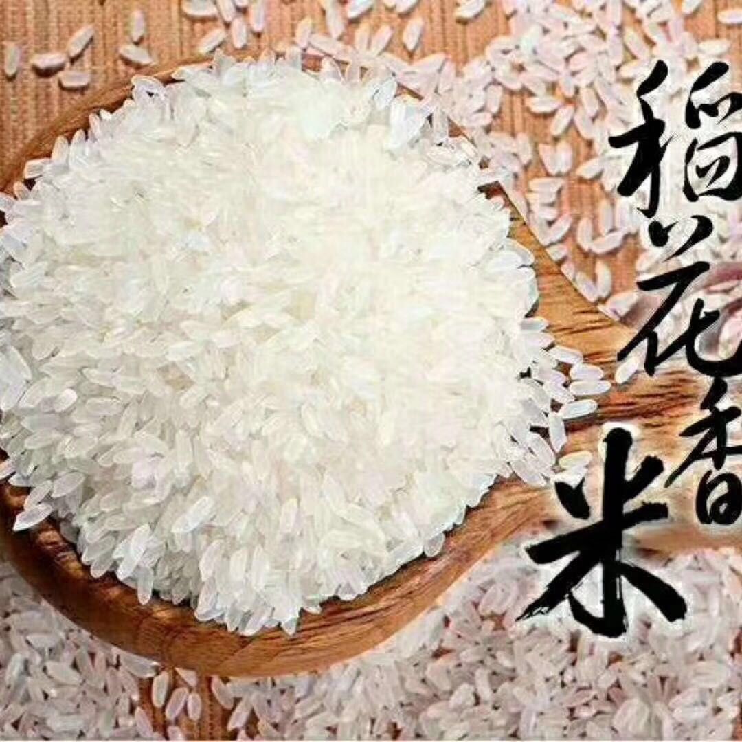 龙洋11水稻品种稻花香图片
