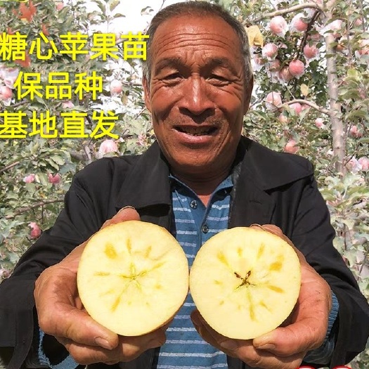 平邑县冰糖心苹果苗 0.5~1米 