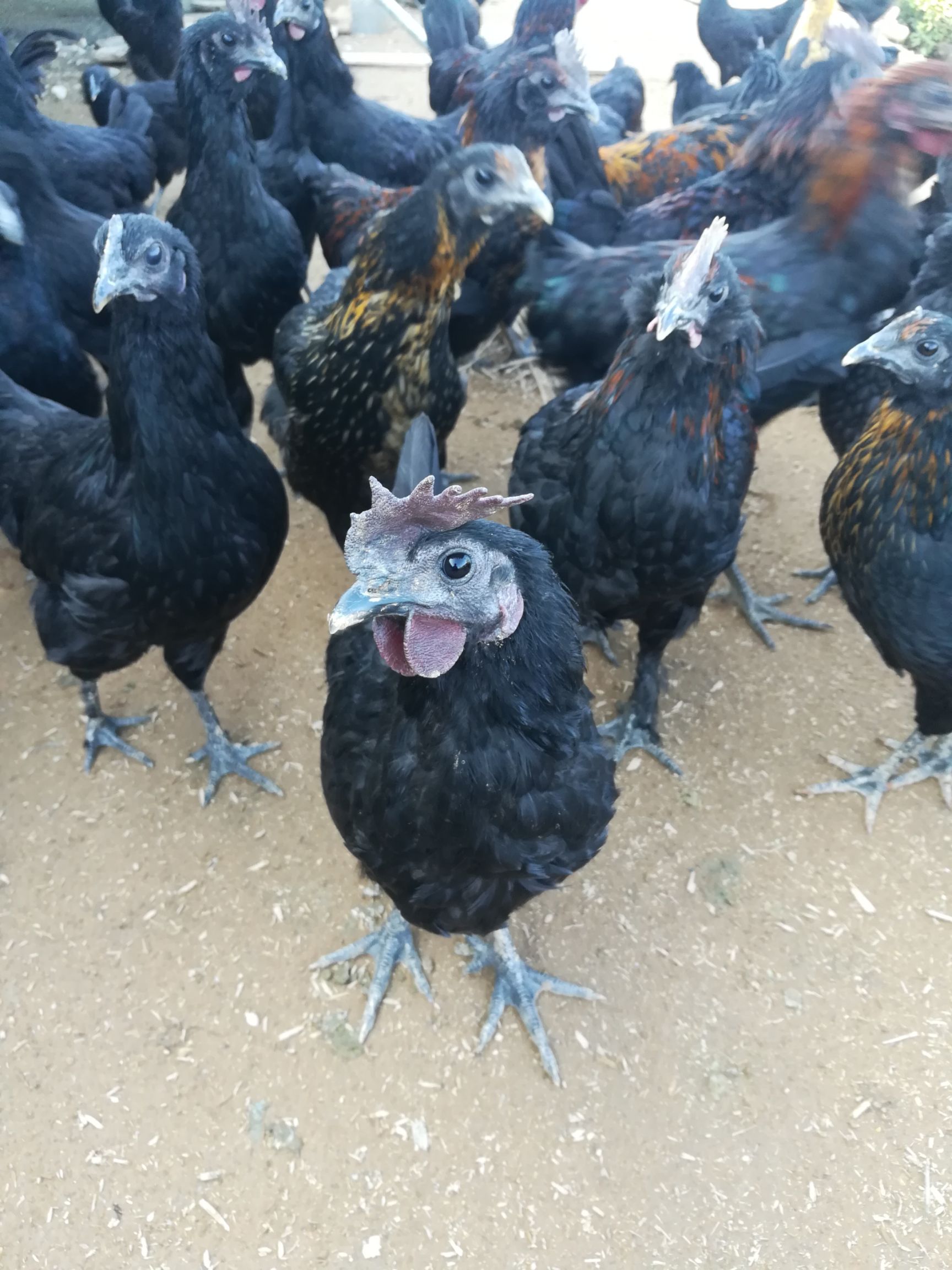 五黑鸡公母鸡冠图片图片