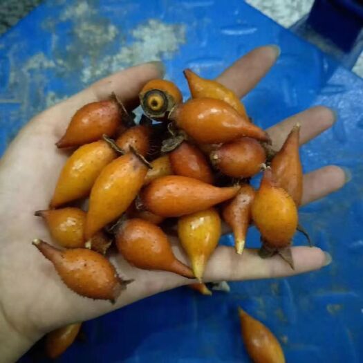 潮州金樱子 