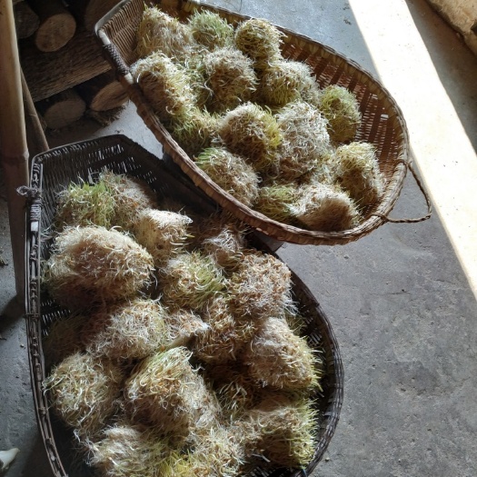 张家界麦芽糖 