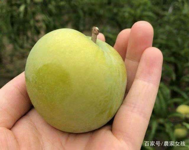关岭县蜂糖李树苗 