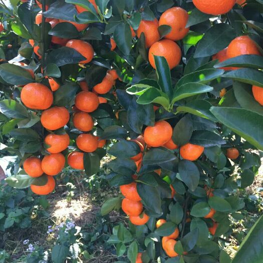 贺州沙糖桔 大量供应