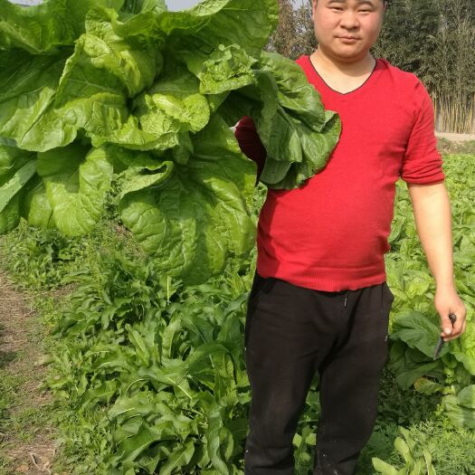 绵阳宽叶芥菜