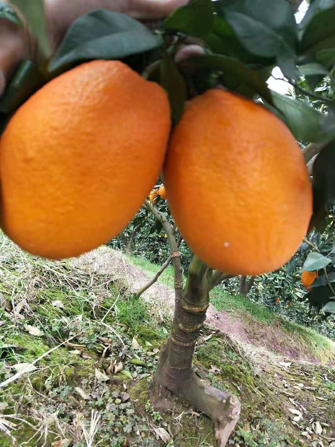 湖北秭归脐橙自产自销无中间商