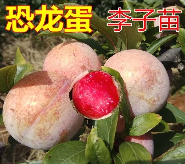 恐龙蛋李子苗  正宗嫁接苗
包结果
南北方可种植
包邮
死亡苗免费补发