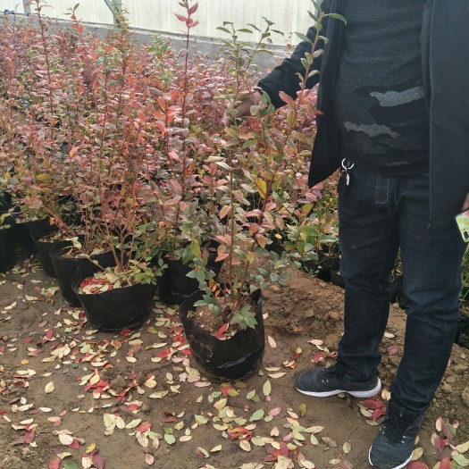 泰安兔眼蓝莓苗  三年蓝莓杯苗 蓝莓苗三年结果