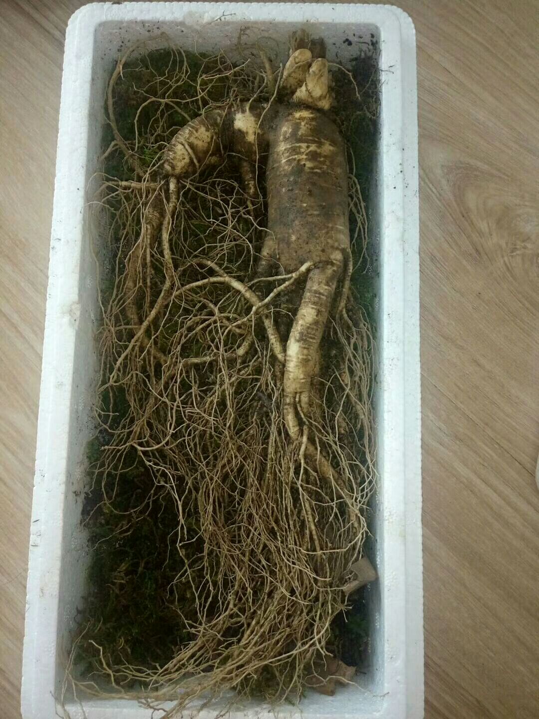 园参 新鲜,优质,包邮到家