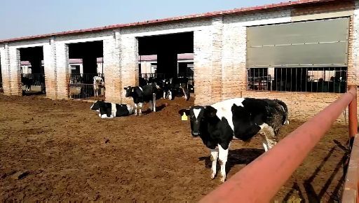 忻州高产奶牛 1000斤以上 母牛