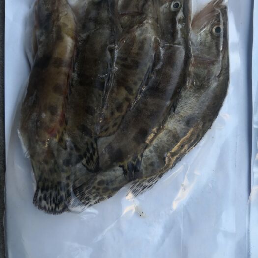 长沙翘嘴鳜 方便桂鱼仔，开背去内脏