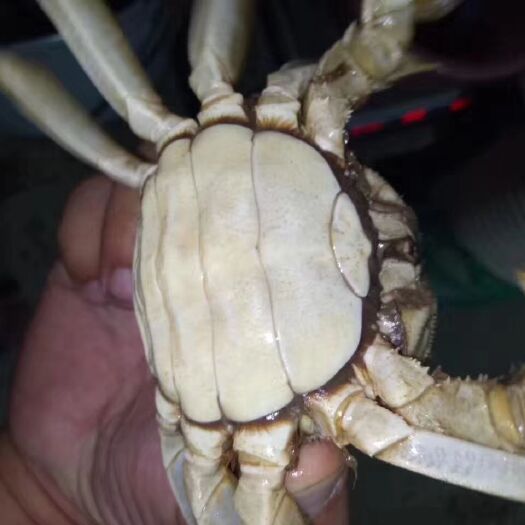 南京固城湖大闸蟹 母蟹