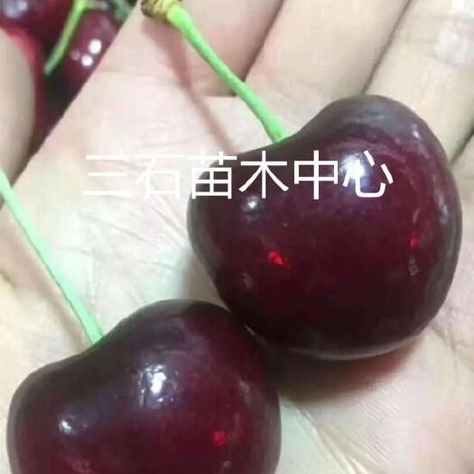 泰安俄罗斯8号樱桃苗 
