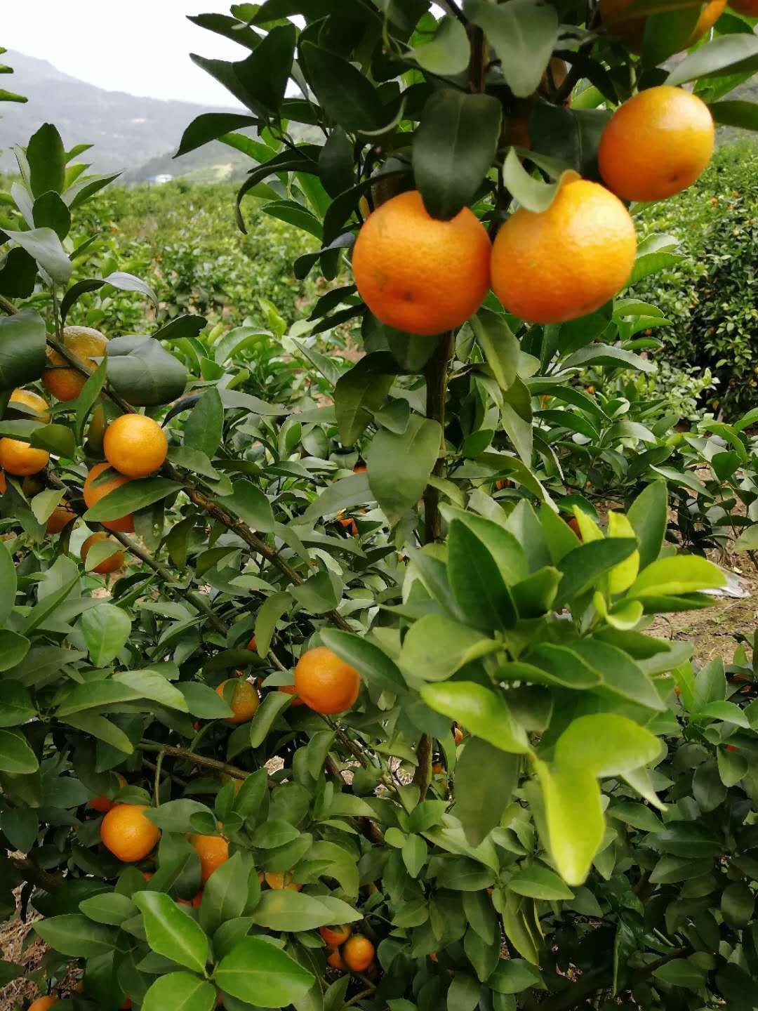 沙糖桔 正宗广西沙糖桔，大量上市，一件代发，整车采购，欢迎果