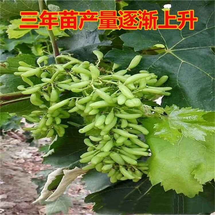 蓝宝石葡萄苗 