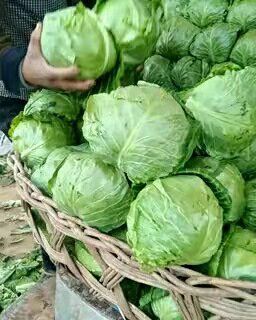 包菜 山东省菏泽市成武县 1.5~2.0斤