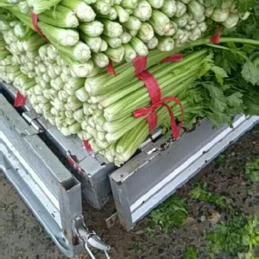 夏邑县西芹