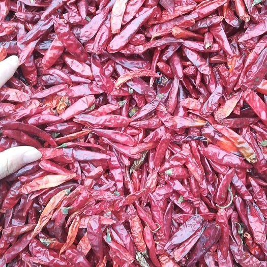 漯河天宇干辣椒