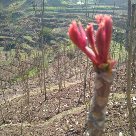 红油6号香椿苗  红油6号香椿树苗