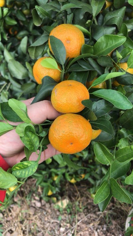 沙糖桔 正宗广西沙糖桔，大量上市，一件代发，整车采购，欢迎果