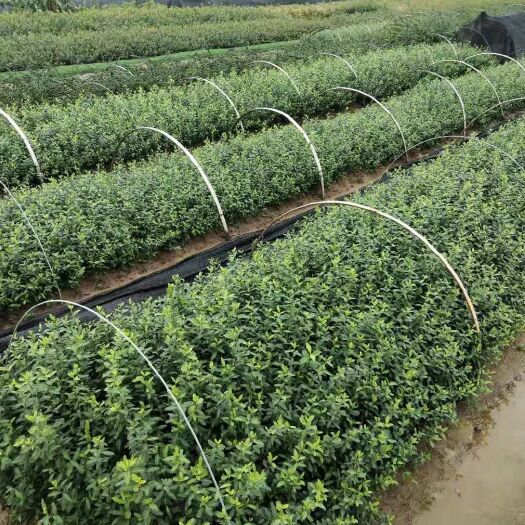 光山县扶芳藤 二年移栽老苗，三十到五十公分高度。量大常年供应。