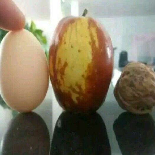 泰安沾化冬枣苗