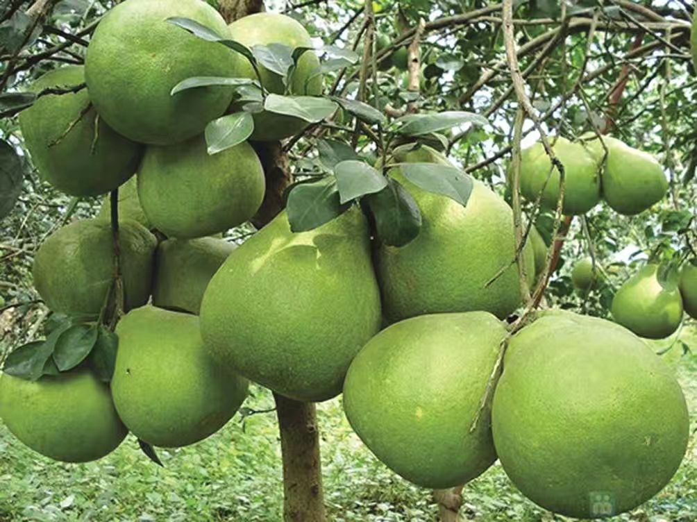 翡翠青皮柚