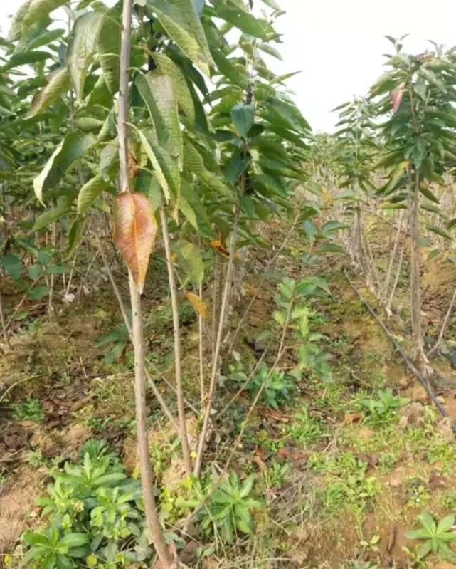 俄罗斯8号樱桃苗 