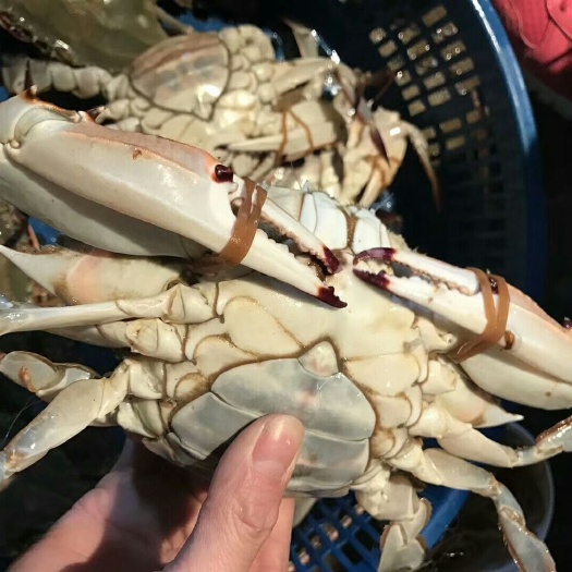 舟山梭子蟹 母蟹