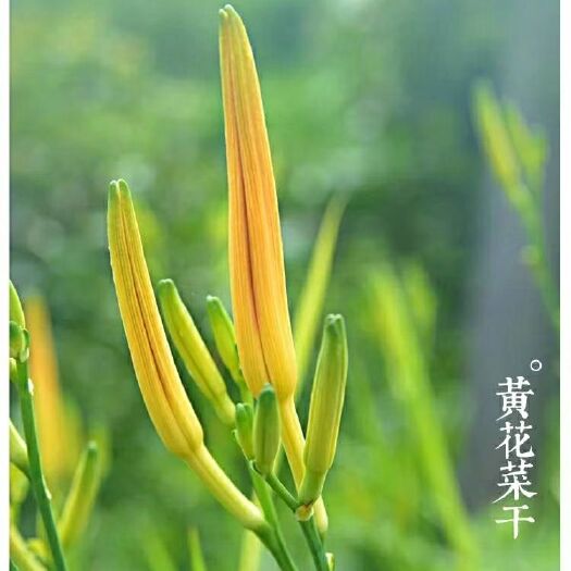 蒙阴县黄花菜干 6-12个月