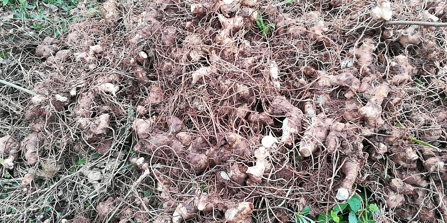 黄精种苗 黄精种子块四川四季不倒苗姜行多花甜黄精鸡头黄精滇黄精基地直销