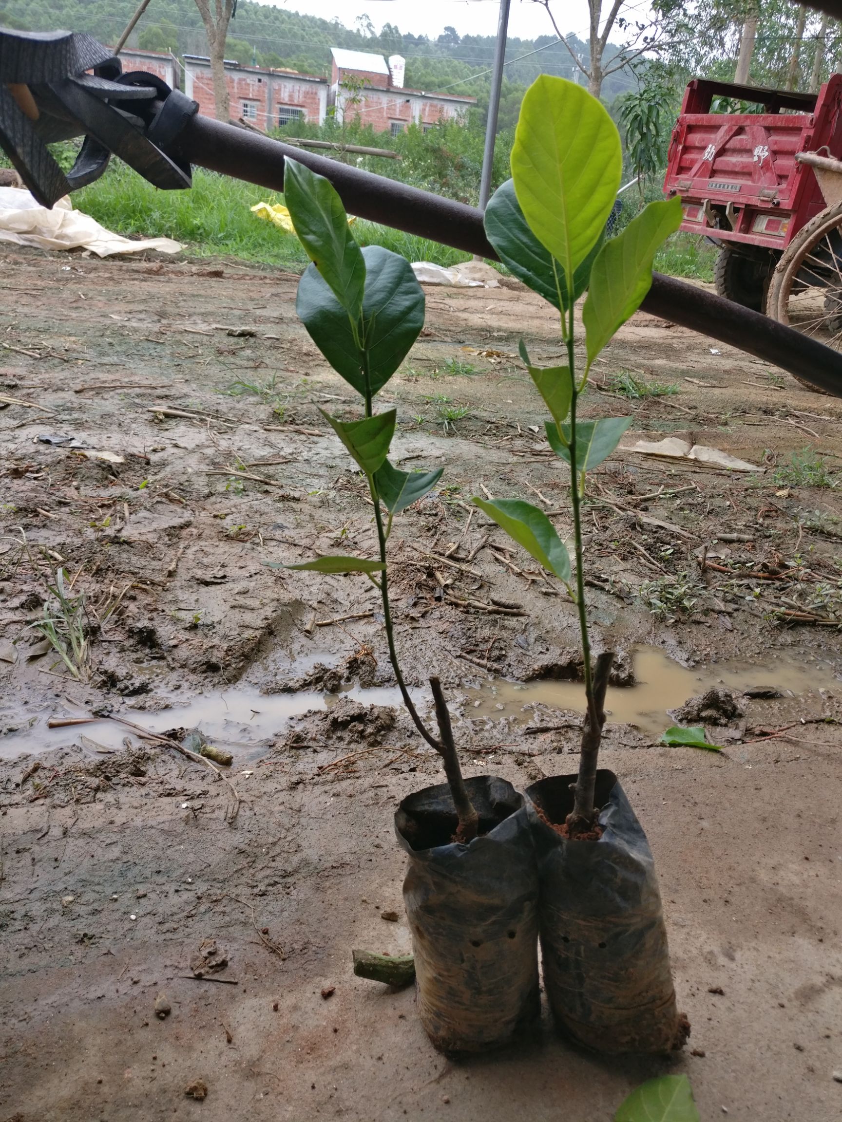 马来西亚一号菠萝蜜苗 