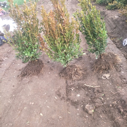 新沂市黄杨瓜子球