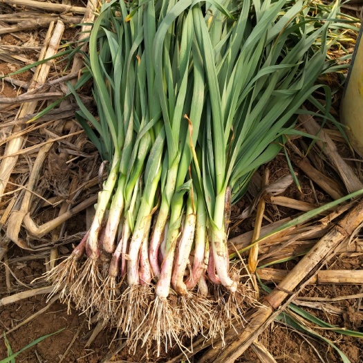 当阳市红根蒜苗 40 - 45cm