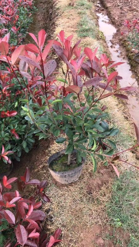 沭阳县红叶石楠营养钵