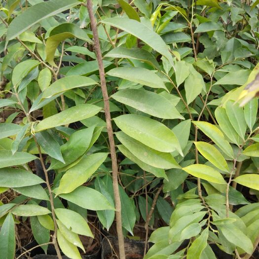灵山县奇楠沉香树