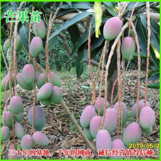 灵山县贵妃芒果苗