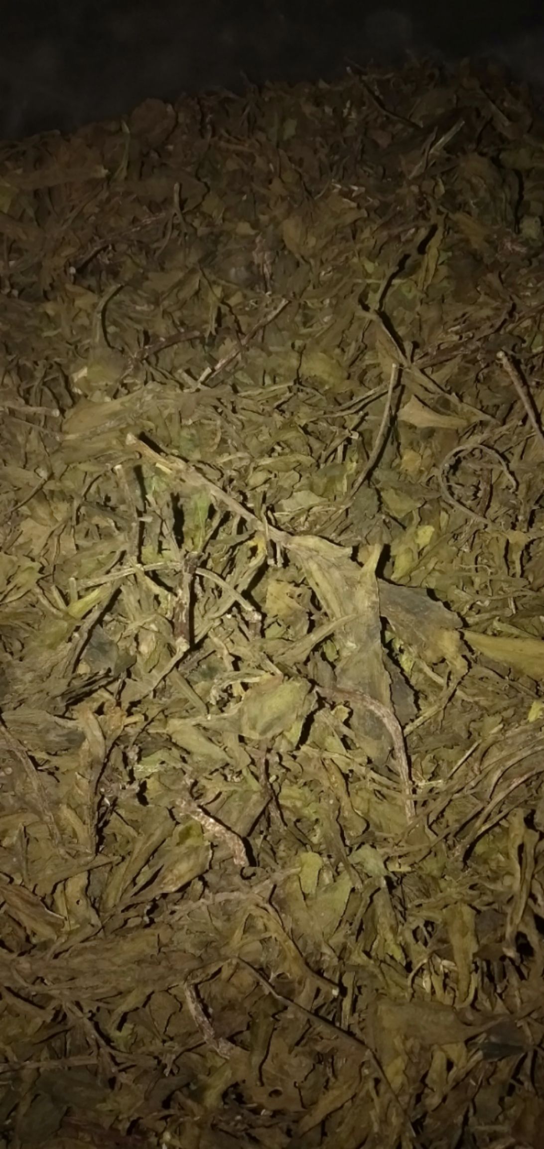 宽叶费菜 散装