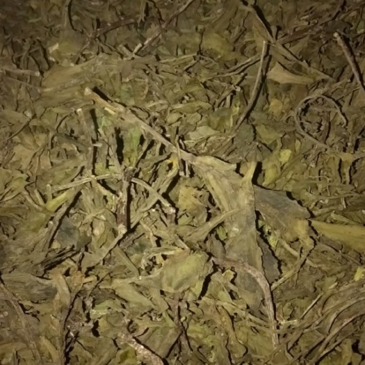 漯河宽叶费菜 散装