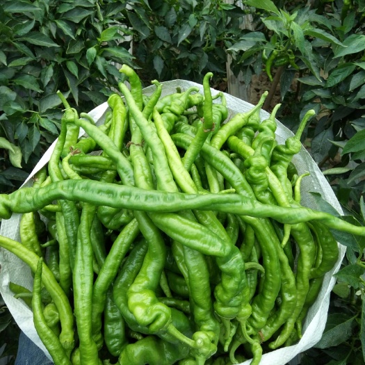 昌宁县螺丝椒 20cm以上 靑色 微辣